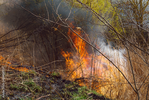 Dry grass burns in a forest fire with bright and large tongues of fire. The problem of environmental pollution.