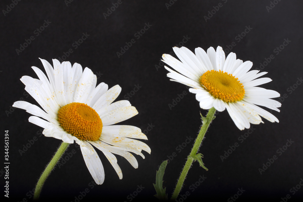 Obraz premium White chamomiles on black background