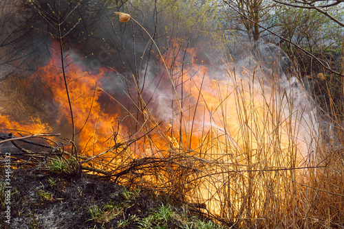 wildfire, forest fire, burning forest, field fire,