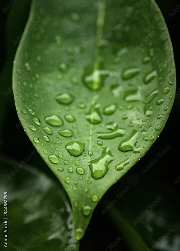 Rain drops on green leaf Rain drops on green leaf