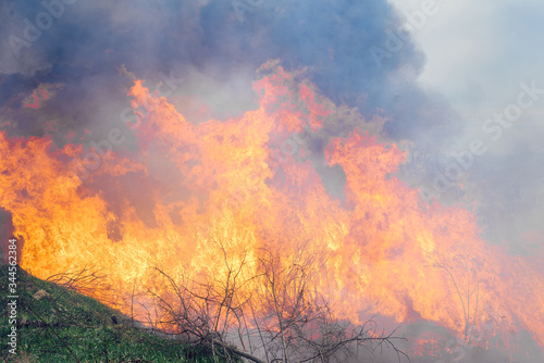 Dry grass burns in a forest fire with bright and large tongues of fire. The problem of environmental pollution. © Serhii