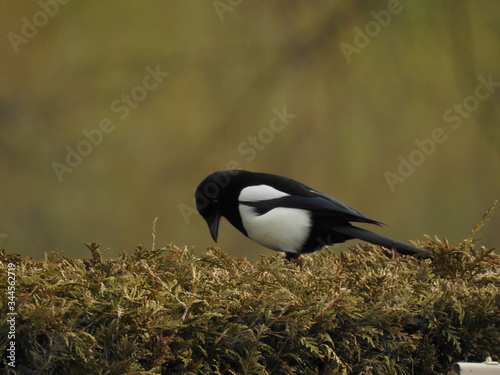 oiseau photo