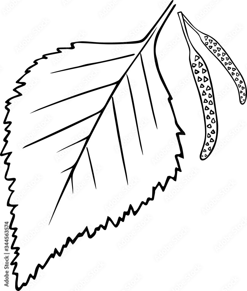 Cute hand drawn birch leaf with birch buds in doodle style isolated on white background.
