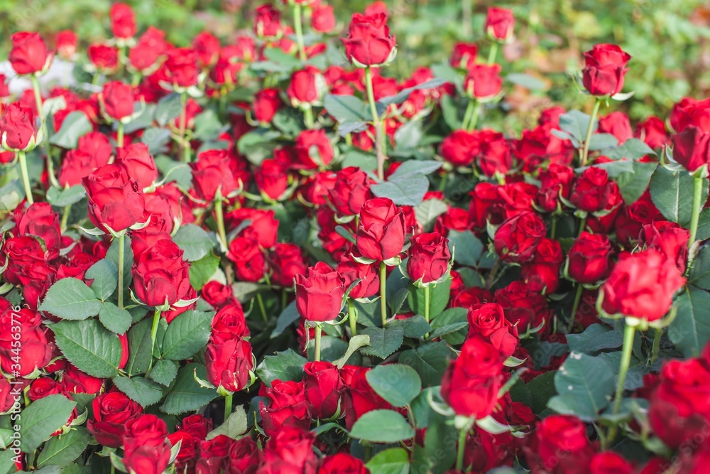 Red Naomi flowers rose variety on a bush