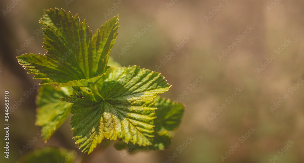 Spring young leaves of currant. Currant branch with young leaves on a blurry background.