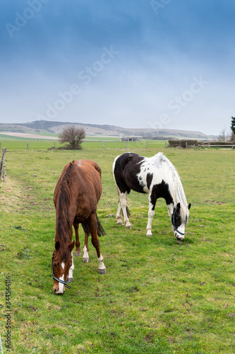 Horses in a meadow in France © Pixavril