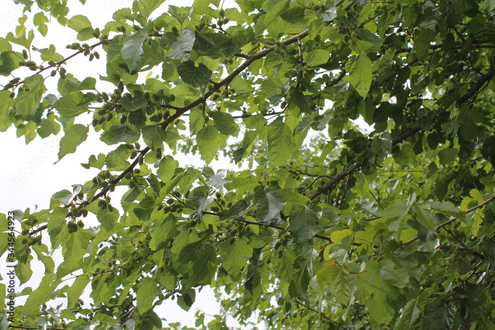 White mulberry green leaves and green mulberry fruit on mulberry tree
