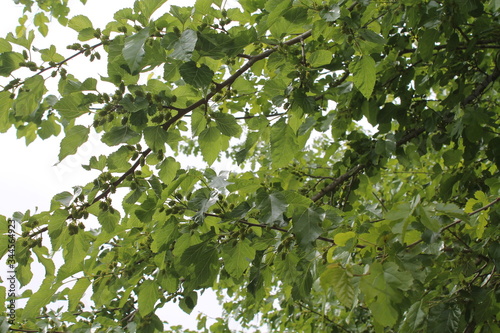 White mulberry green leaves and green mulberry fruit on mulberry tree