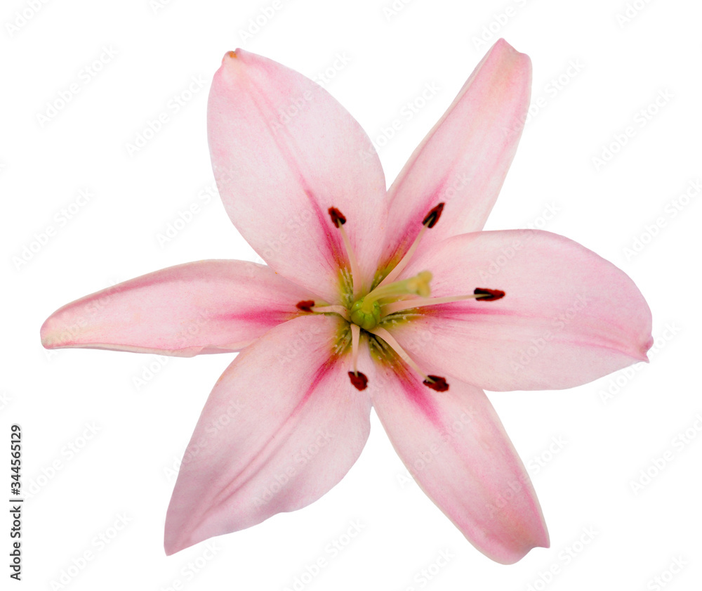  fresh pink lily
