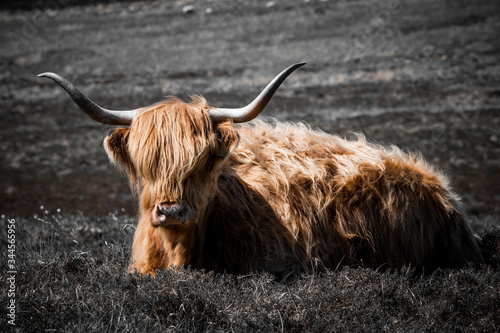 Photography La Scozia ha le sue particolari mucche