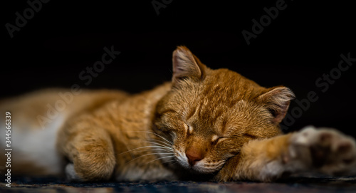 Fototapeta Naklejka Na Ścianę i Meble -  red cat sleeps in funny pose