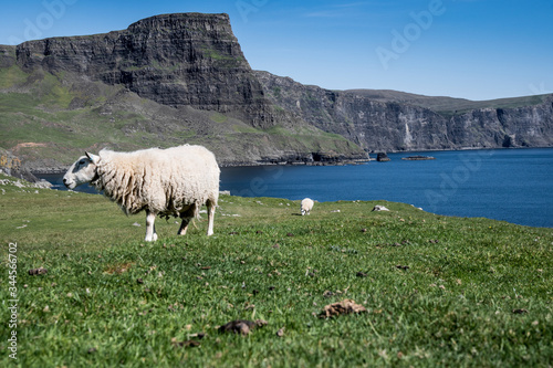 Pecore al pascolo tra montagna e mare