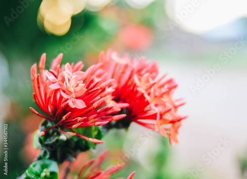 red dahlia flower in garden © Phichett