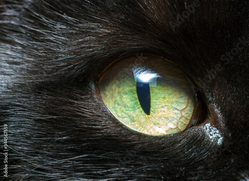 Black cat green eye closeup