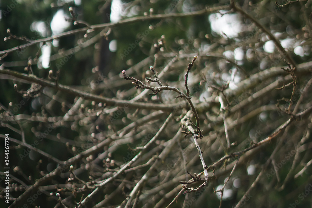 branch of a tree during spring blossom on green background branch of a tree during spring blossom on green background