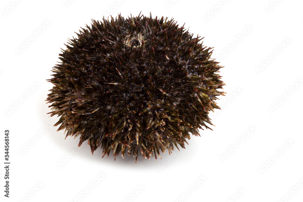 Gray sea urchin Gray sea urchin