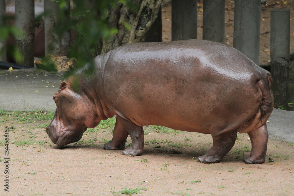 The big hippopotamus In the garden at thailand The big hippopotamus In the garden at thailand