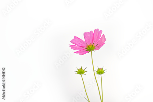 Colorful flowers on a white background 