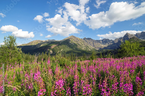 View of the Tatras mountains and colorful flowers in Gasienicowa valley