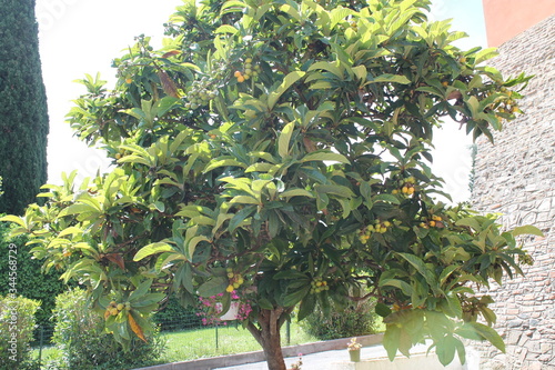 Loquat tree in the garden(Eriobotrya japonica)