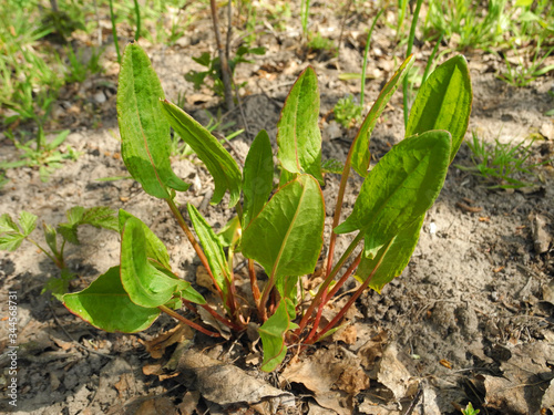 Young sorrel grows among last year's fallen leaves in spring forest