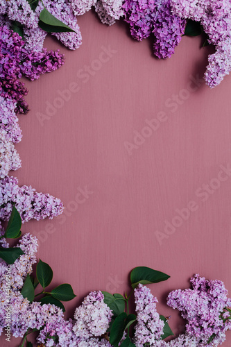 blooming lilac flowers in spring on a pink background