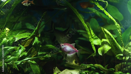 Beautiful fishes of different sizes swim in transparent aquarium water. Colorful aquarium tank filled with stones, seaweed