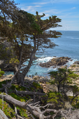 View of blue water on top of California cliff through green trees