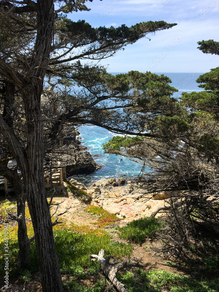 View from top of cliff looking through trees down to blue white capped Pacific ocean with green grass and orange ground cover and rocky terrain