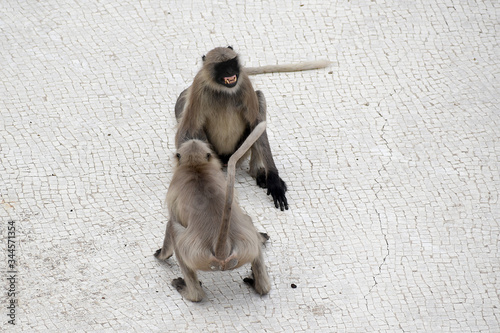 Two monkey fighting on terrace