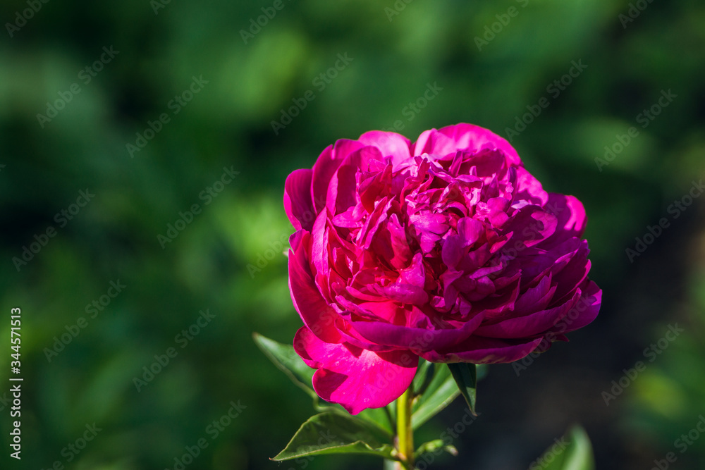 Obraz premium Blooming pink peony in the garden. Selective focus.
