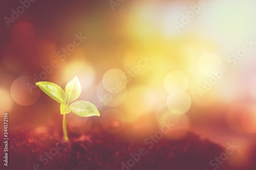 Green young plant in soil, new life concept © BillionPhotos.com