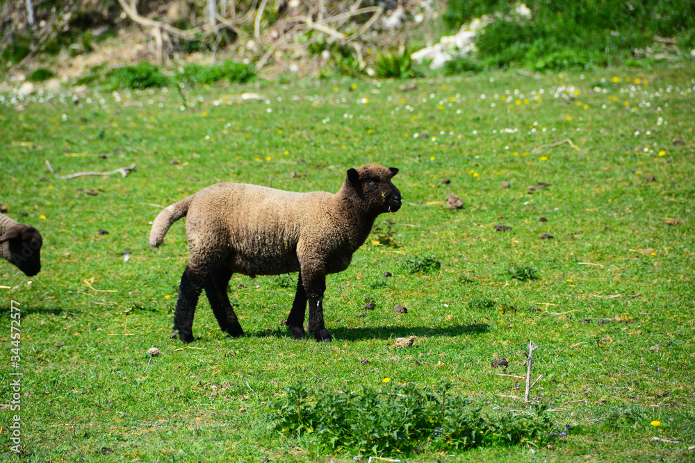 Moutons Moutons