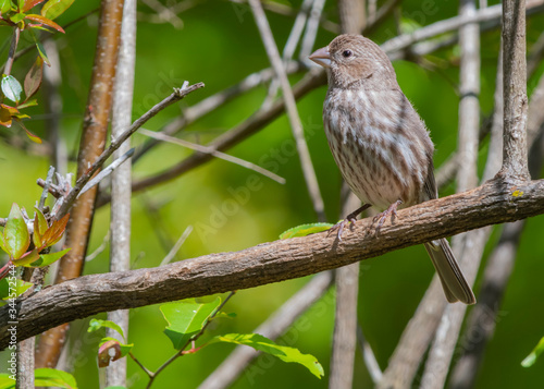 A side view of a female House Finch bird perched on a limb of a large bush with green background, head up and very alert. A native to western North America but has been introduced to the eastern half 