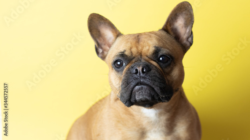 Cute French Bulldog on yellow background © Frenchiebuddha