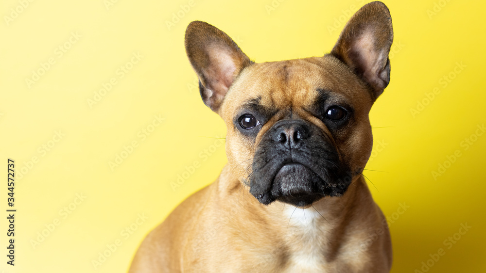 Cute French Bulldog on yellow background