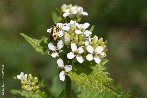 Langhornmotten, Adelidae, auf Knoblauchsrauke, Alliaria petiolata photo