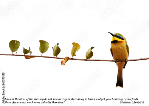 Photography A single Cinnamon Chested Bee eater sitting alongside autumnal coloured leaves t