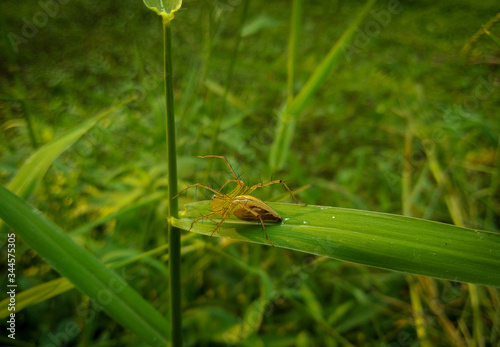 spider on a leaf