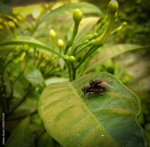 Fly have sex on leaf