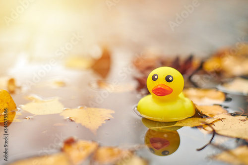 Autumn duck toy in puddle with leaves photo