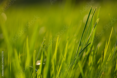 herbe verte qui brille dans la lumière du coucher de soleil