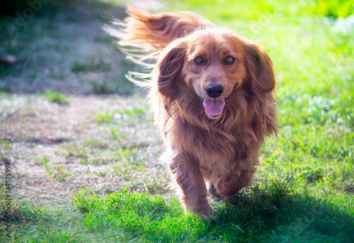 Long-haired dachshund dog running in the nature
