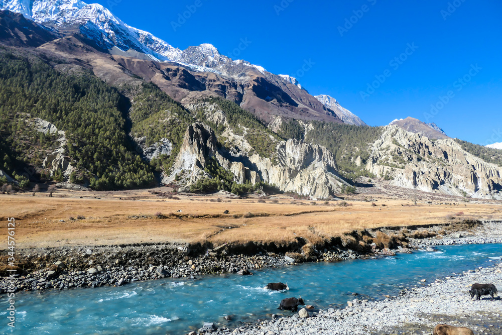 Yaks grazing in the Manang Valley, Annapurna Circuit Trek, Himalayas, Nepal. Dry landscape. Small torrent flowing in the middle. Snow capped mountains around the valley. Beautiful and serene landscape