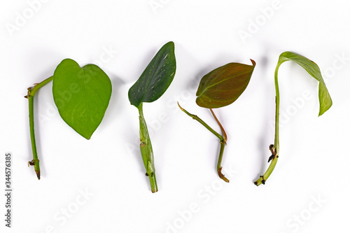 Various leaf and stem cuttings from tropical house plants used for propagation on white background