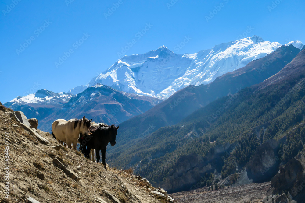 A small heard of horses wandering on Himalayan slopes in Nepal. Wild horses. In the back there are snow capped peaks of Annapurna Chain. Freedom A small heard of horses wandering on Himalayan slopes in Nepal. Wild horses. In the back there are snow capped peaks of Annapurna Chain. Freedom