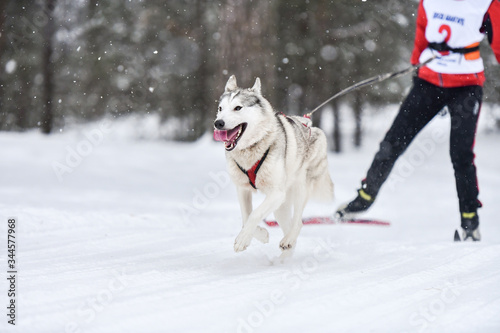 Dog skijoring competition photo