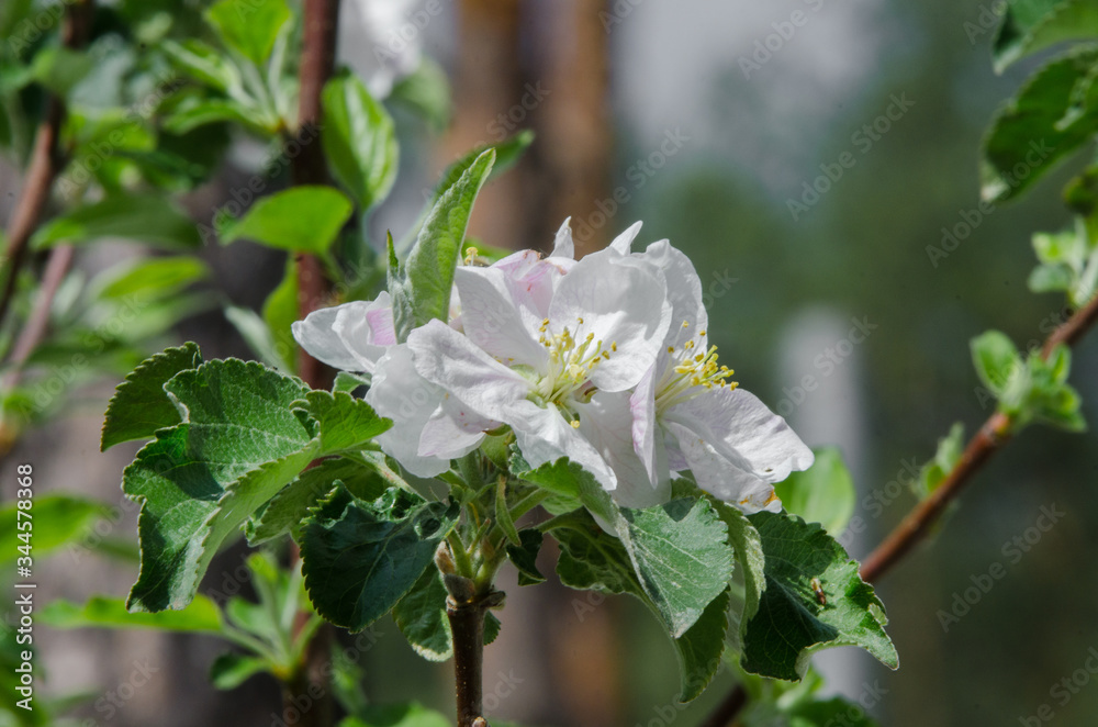 Naklejka premium apple tree in blossom in springtime
