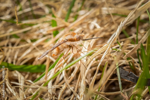 Large bee-fly resting on the ground