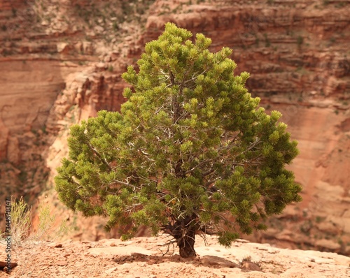 Fényképezés Two-Needle Pinyon (Pinus edulis) tree in Canyonlands National Park (Island In Th